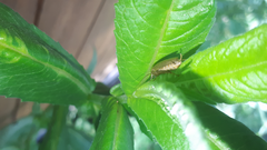 Ectobius vittiventris