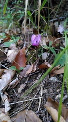 Cyclamen purpurascens