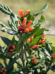 Burchellia bubalina
