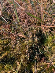 Cladonia chlorophaea