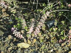 Crassula perforata perforata