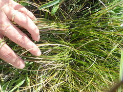 Carex testacea