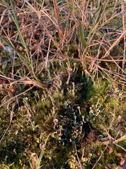 Cladonia chlorophaea