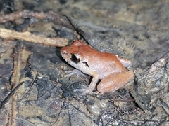 Pristimantis urichi
