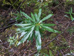 Orites diversifolius