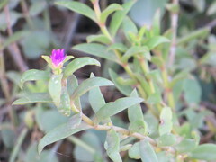 Delosperma ecklonis