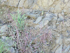 Crassula muscosa