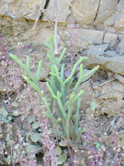 Crassula muscosa