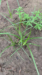 Cyperus rotundus