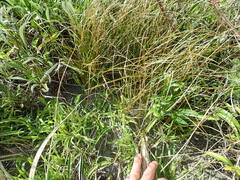 Carex testacea