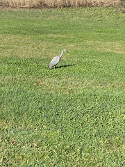 Egretta novaehollandiae