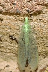 Pseudomallada