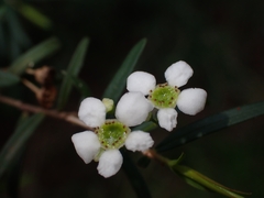 Sannantha pluriflora