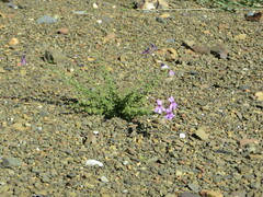 Jamesbrittenia microphylla