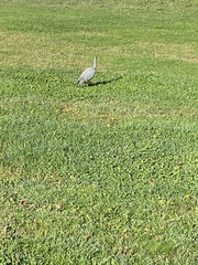 Egretta novaehollandiae