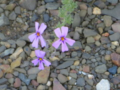 Jamesbrittenia microphylla