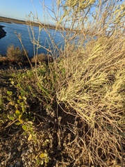 Atriplex canescens