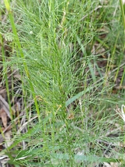 Baloskion tetraphyllum