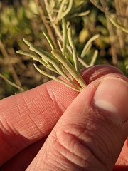 Atriplex canescens