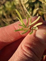 Atriplex canescens
