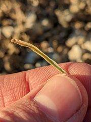 Atriplex canescens