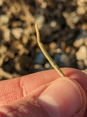 Atriplex canescens