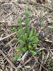 Acrotriche serrulata