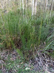 Baloskion tetraphyllum