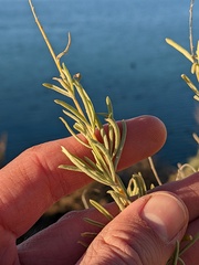 Atriplex canescens