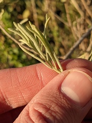 Atriplex canescens