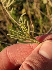 Atriplex canescens