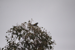 Phylidonyris novaehollandiae