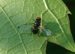 Seioptera vibrans