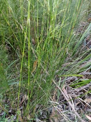 Baloskion tetraphyllum