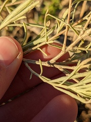 Atriplex canescens