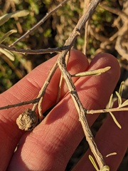 Atriplex canescens