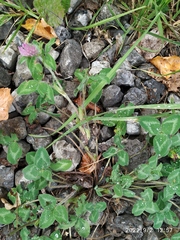 Trifolium pratense