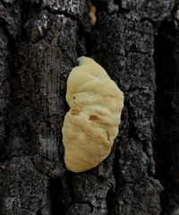Laetiporus sulphureus