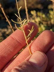 Atriplex canescens