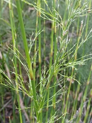Baloskion tetraphyllum