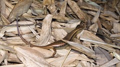 Sphenomorphus indicus