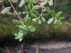 Eucryphia milliganii