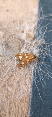 Dysauxes punctata