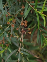 Sannantha pluriflora