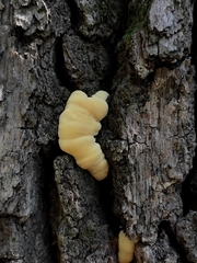 Laetiporus sulphureus