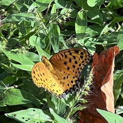 Argynnis hyperbius hyperbius