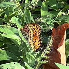 Argynnis hyperbius hyperbius