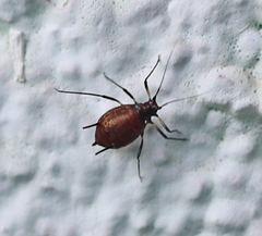 Macrosiphini