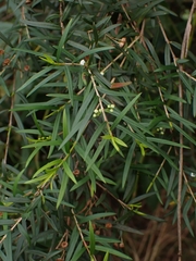 Sannantha pluriflora