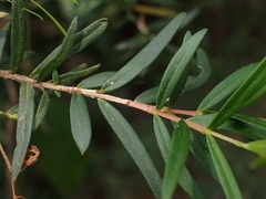 Sannantha pluriflora